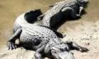 Mysterious American crocodile to play the land of kangaroo