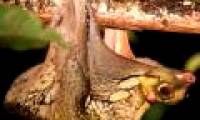 Mysterious animals cross between monkeys and bats