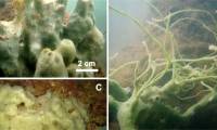 'Mysterious creature' in Vietnam's deep sea identified as a new species by scientists