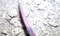 Mysterious creatures exist under 740m thick ice in Antarctica