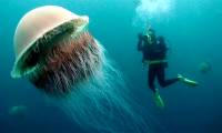 Mysterious deadly venom of giant jellyfish has no solution