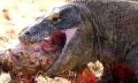 Mysterious drama of Komodo dragon