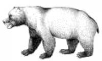 Mysterious events of cave bears extinction