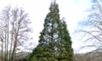 Mysterious fir tree regenerates itself from the dead