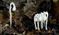 Mysterious 'ghost' tree lives without photosynthesis