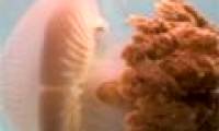 Mysterious giant jellyfish re-exported after more than 100 years