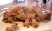 Mysterious hybrid animals between humans and dogs: Deception!