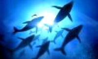 Mysterious migration activity of whales