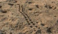 Mysterious Parallel Dents Discovered in Qatar