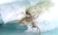 Mysterious remains of the Newfoundland Sea