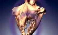 Mysterious skull of ancient whale