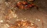 Mysterious tomb headless of ancient Mayans