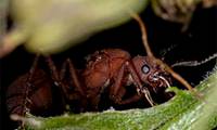 Name some of the most ferocious 'queens' in the animal world