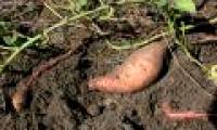 NASA grows sweet potatoes on the universe