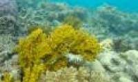NASA launches the world's largest coral reef protection project