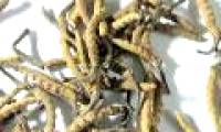 'Natural Viagra' is about to run out