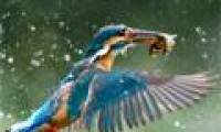 Nature photos won the Big Picture award
