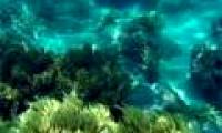 Nearly 1 billion VND regenerates Khanh Hoa's coral reef