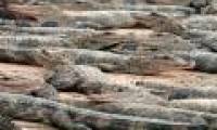 Nearly 100 crocodiles are caged in flooding in China