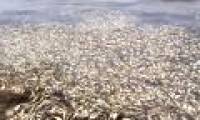 Nearly 100 tons of fish carcasses washed ashore on the Russian coast