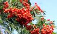 Nearly 60% of typical European tree species are endangered