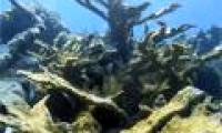 Nearly one third of Indonesia's coral reef area has been destroyed