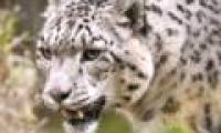 Nepal defeated the leopard who had eaten a dozen people