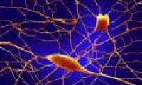 Nerve cells help form the salivary glands