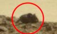 Netizens talk about the giant mouse on Mars