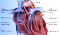 Neurological growth protein against heart disease
