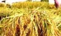 New AC5 rice variety has high yield