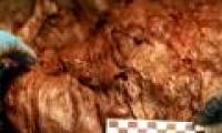 New achievements in the process of cloning prehistoric mammoths