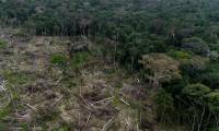 New analysis finds more than a third of tree species are at risk of extinction