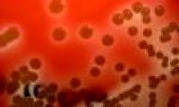 New bacteria in the nostrils will lead humanity through the era of antibiotic resistance