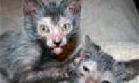 New breed of hybrid cat wolf
