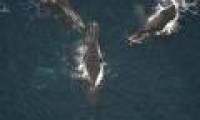 New breeding ground for head whales?