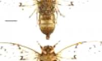 New cicada species in the Central Highlands