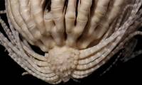 New Creature With 20 Arms Found Lurking in Antarctica