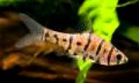 New creatures at the Borneo rainforest