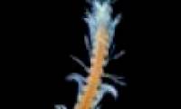 New crustaceans discovered in the Canary Islands