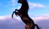 New discoveries about animals