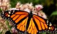 New discoveries about the migration habits of monarch butterflies