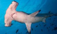 New discovery about hammerhead sharks stuns scientists