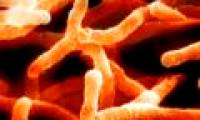 New discovery about the evolution of life
