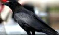 New discovery about the intelligence of crows