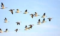 New discovery about the migration habits of Australian birds