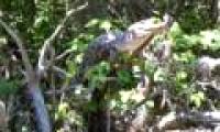 New discovery: Crocodile crawling trees