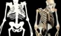 New discovery of Au fossils.  Sediba