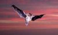 New discovery of bat's observation ability