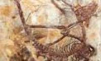 New discovery of dinosaurs 'aerial assassins'